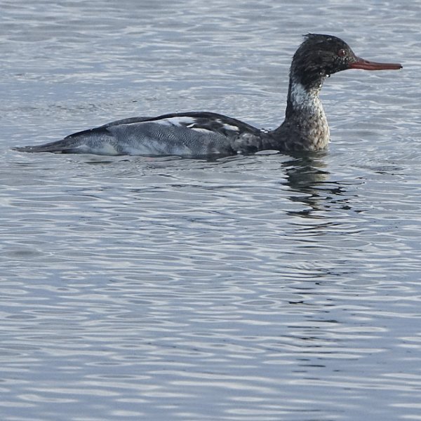 November 2017 - Rye Harbour Nature Reserve Sightings